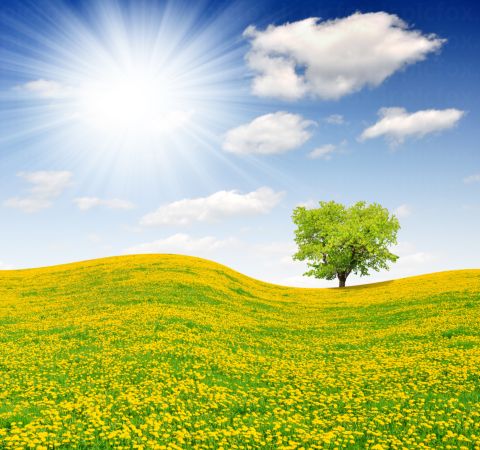 خرید و دانلود عکس IranBCS کد 30833 | پیک فاکس | Pic Fox