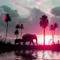 خرید و دانلود عکس سیلوئت فیل‌ها در غروب صورتی | پیک فاکس | Pic Fox