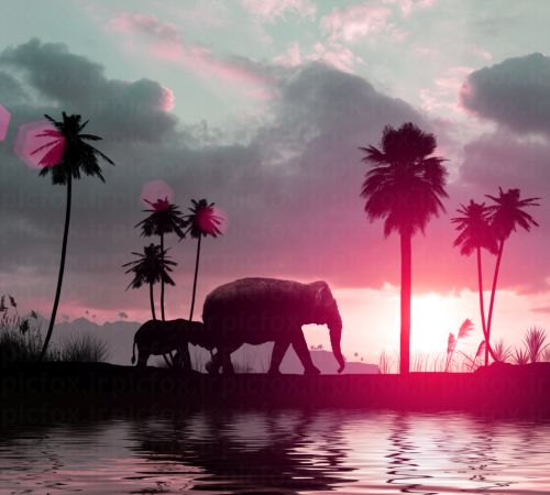 خرید و دانلود عکس سیلوئت فیل‌ها در غروب صورتی | پیک فاکس | Pic Fox