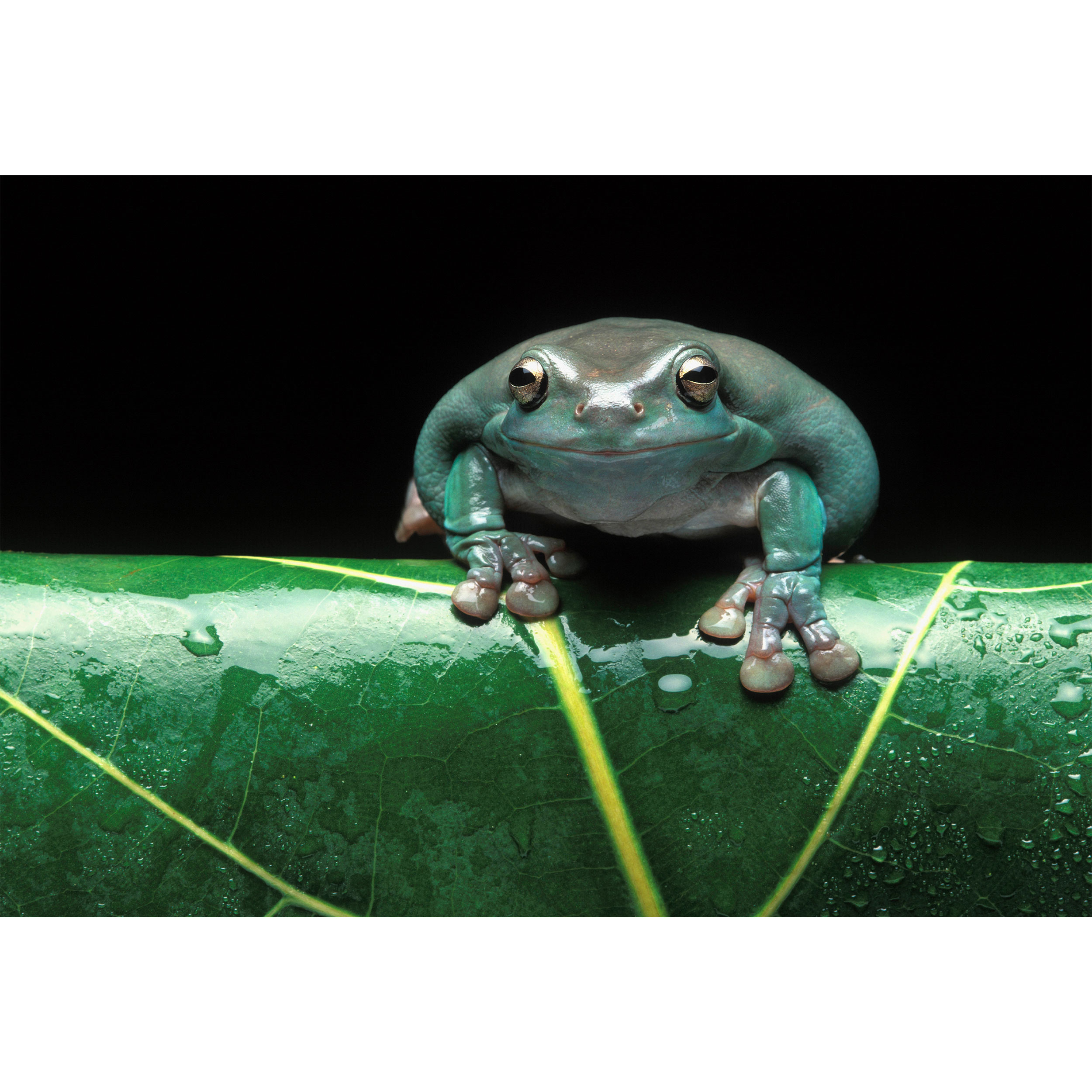 تابلو شاسی طرح برگ و قورباغه مدل T2183