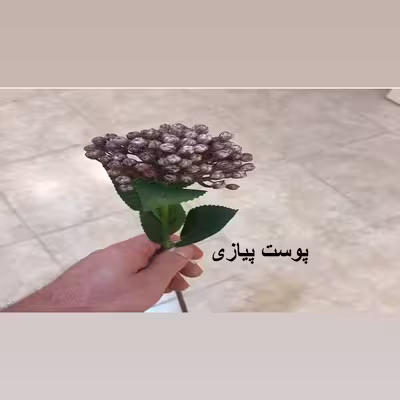 گل مصنوعی مدل شاخه قوره PA-10720