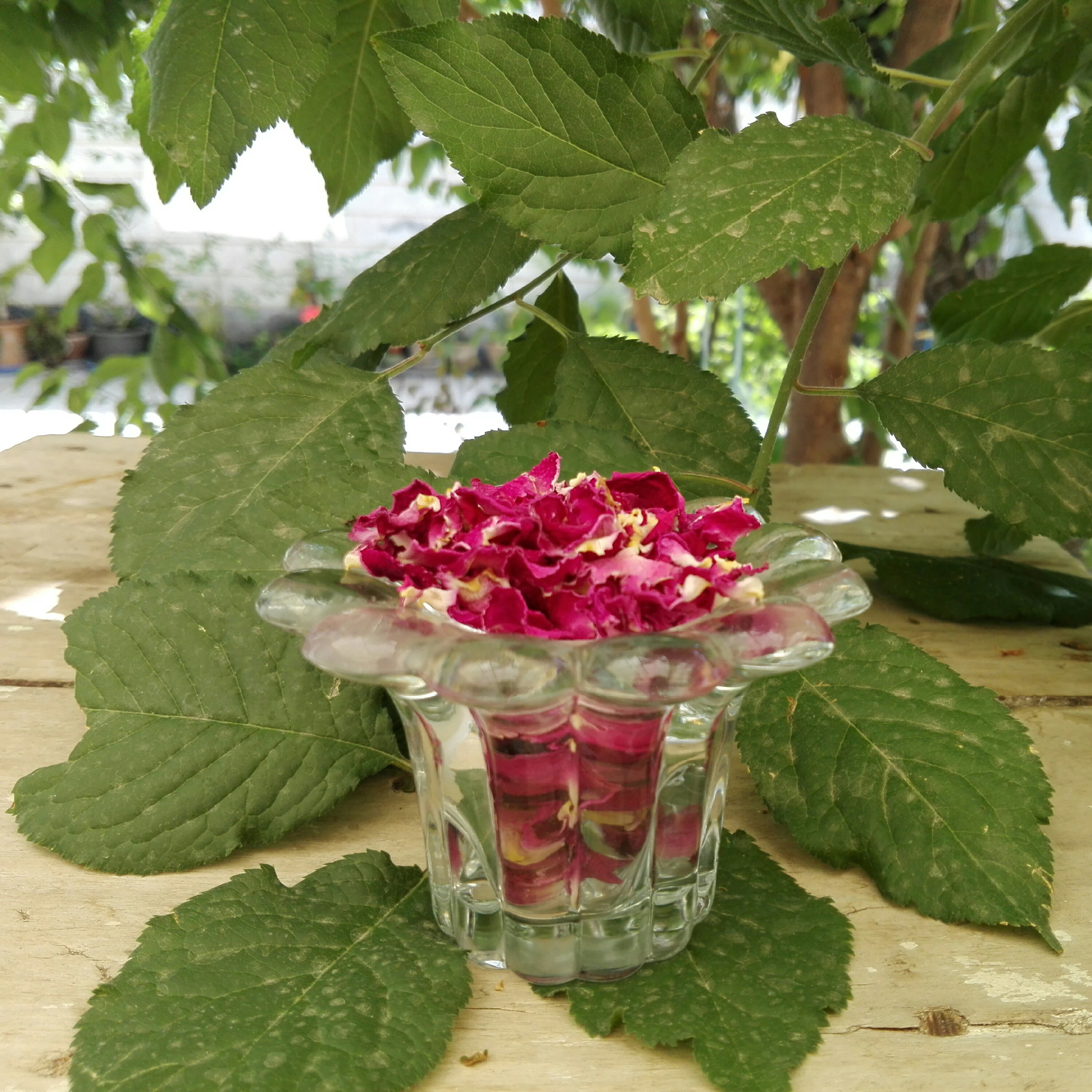 گل محمدی اعلا آذربایجان (100 گرمی)