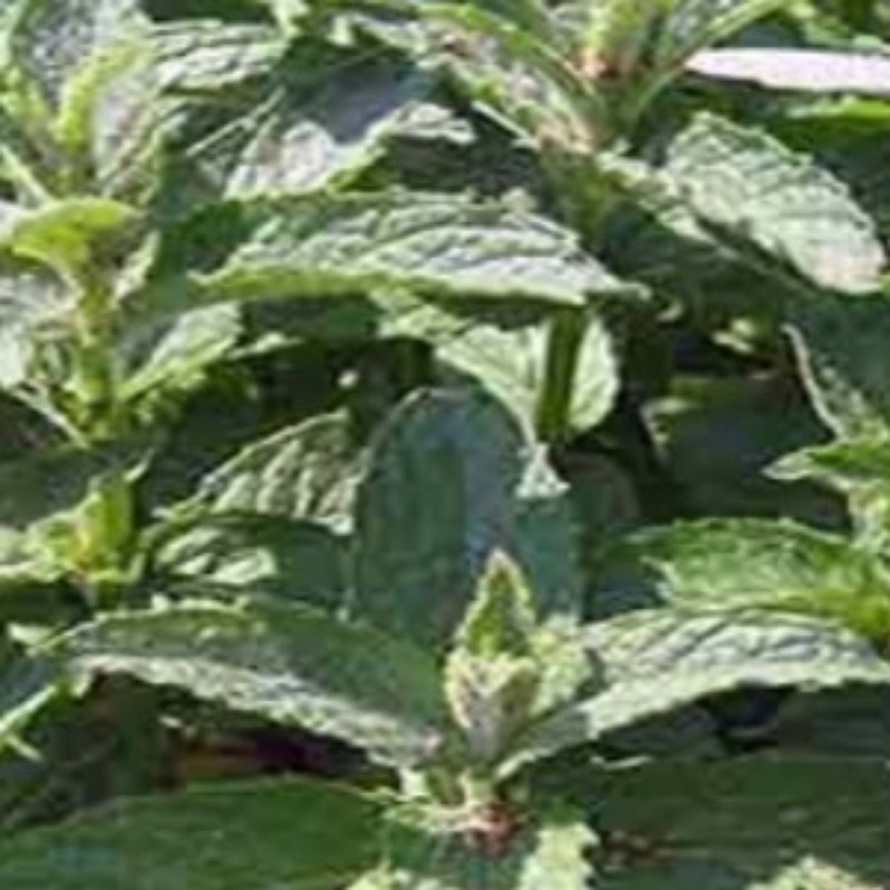 پونه کوهی خشک معطر100گرمی