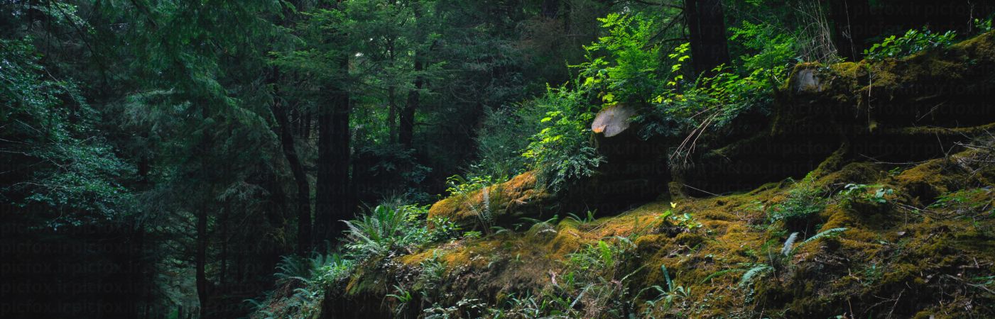 خرید و دانلود عکس IranBCS کد 28343 | پیک فاکس | Pic Fox