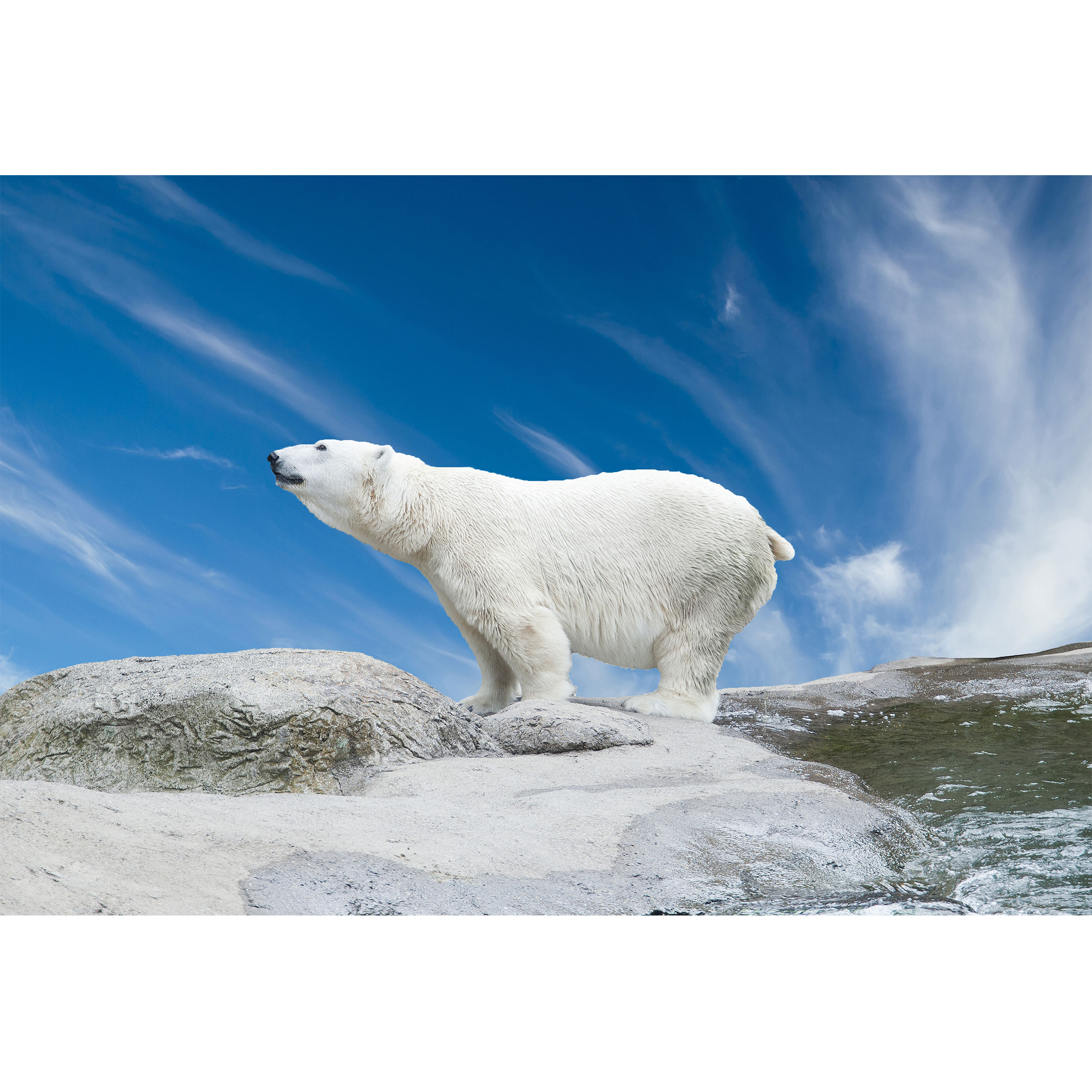 تابلو شاسی طرح آسمان و خرس قطبی مدل T2015