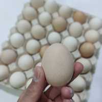 تخم مرغ خانگی 