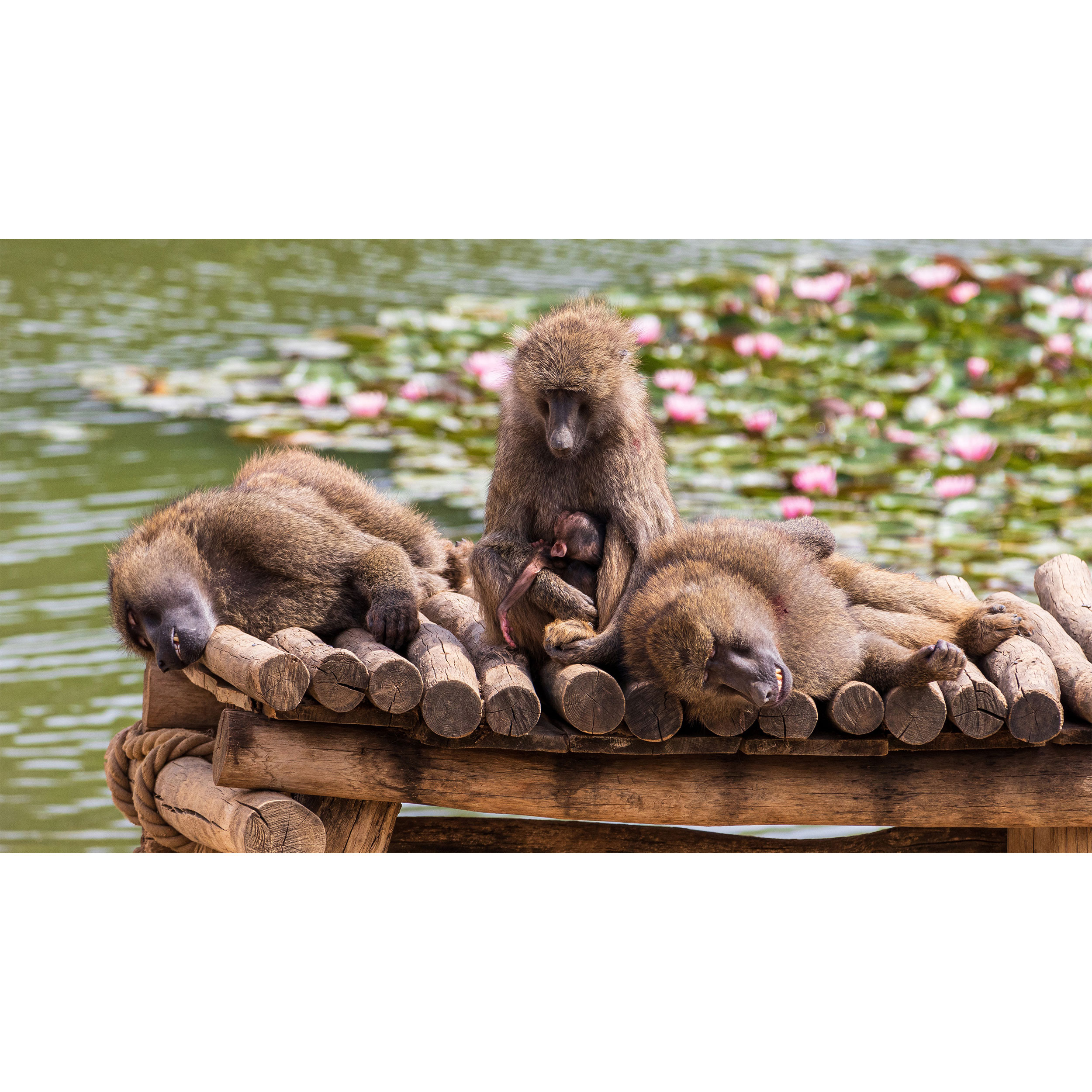 تابلو شاسی طرح میمون مدل T7694