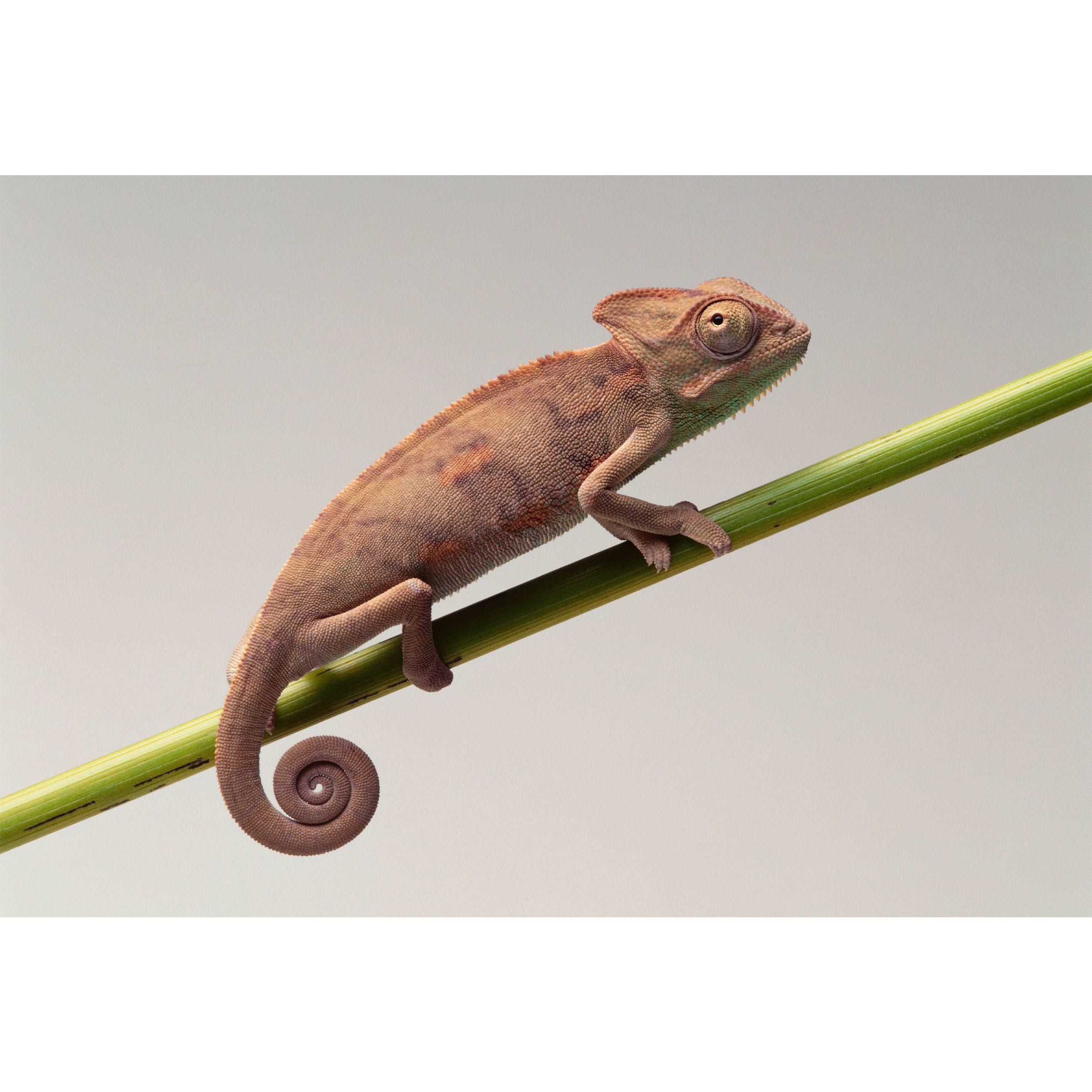 تابلو شاسی طرح آفتاب پرست مدل T2189