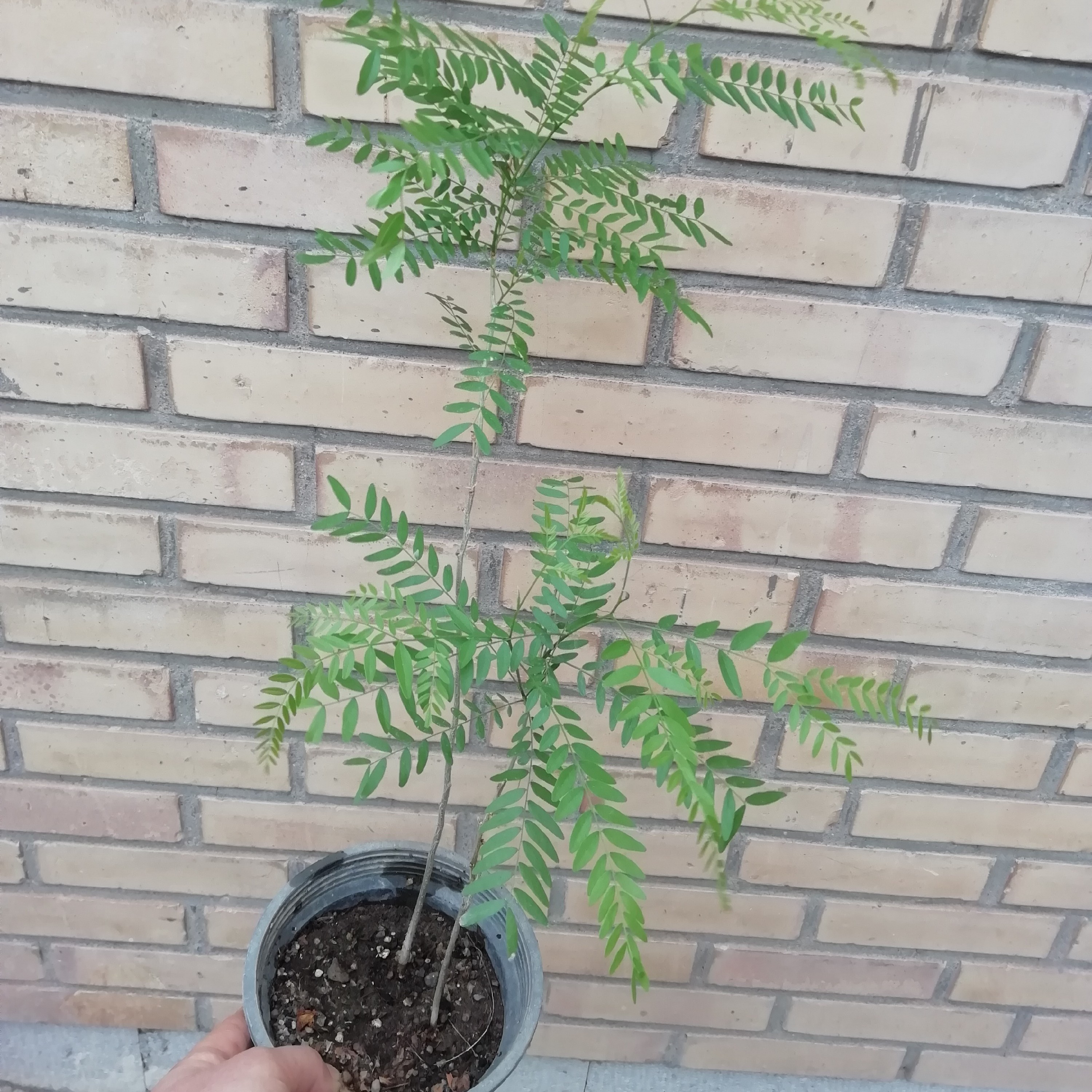 نهال درخت لیلکی  مناسب برای بنسای