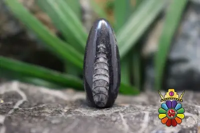 فسیل ارتوسراز مراکش