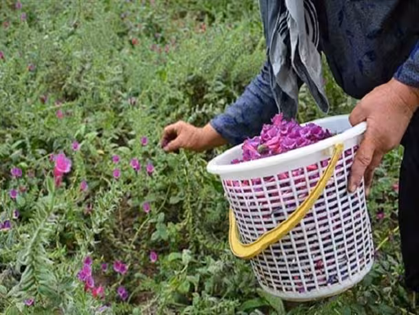 پاورپوینت گلها و گیاهان داروئی