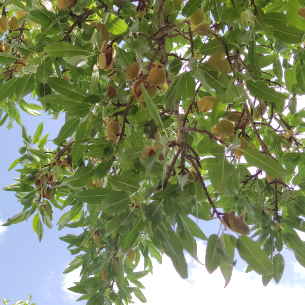بادام مامایی