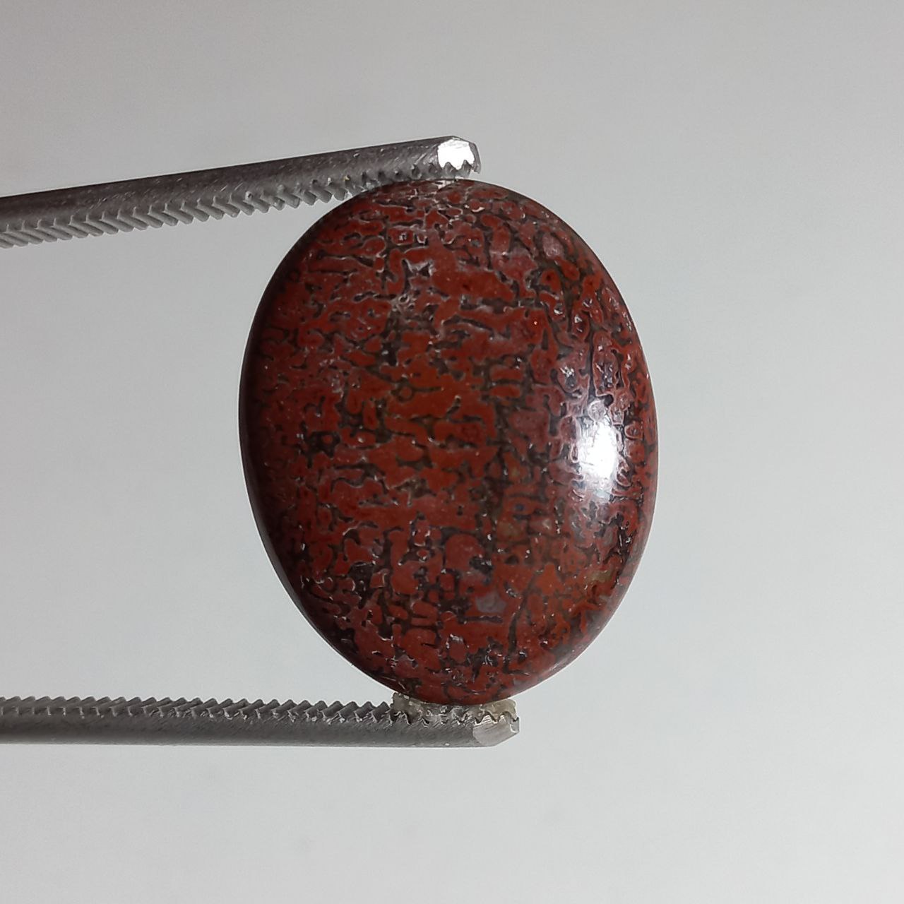 فسیل دایناسور بون عقیق شده اصل 8345