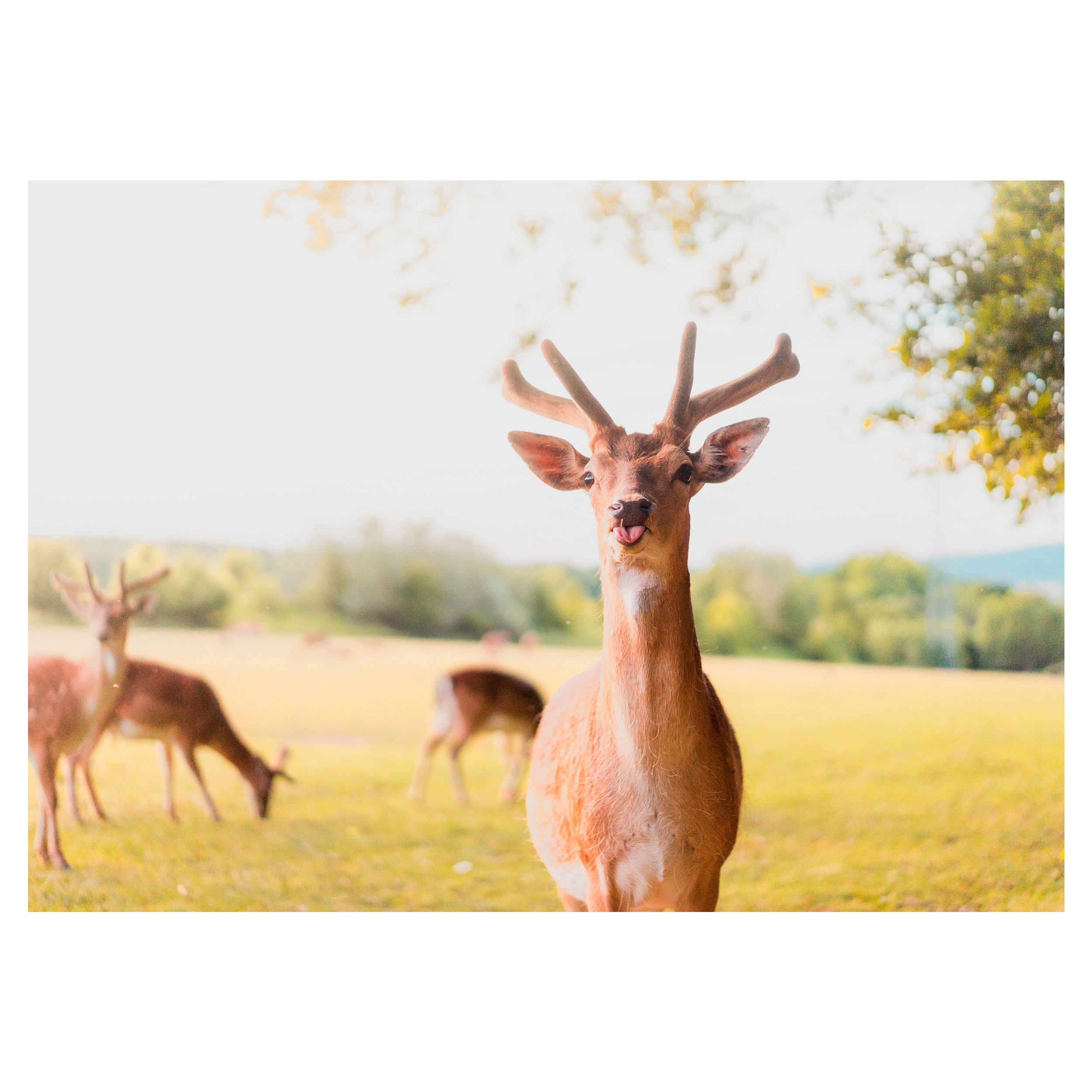 تابلو شاسی طرح حیوان گوزن مدل T1199