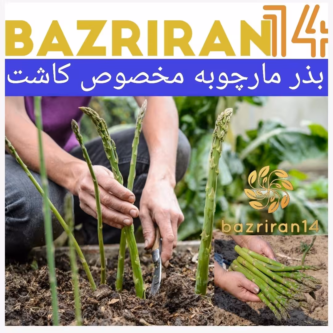 بذر مارچوبه