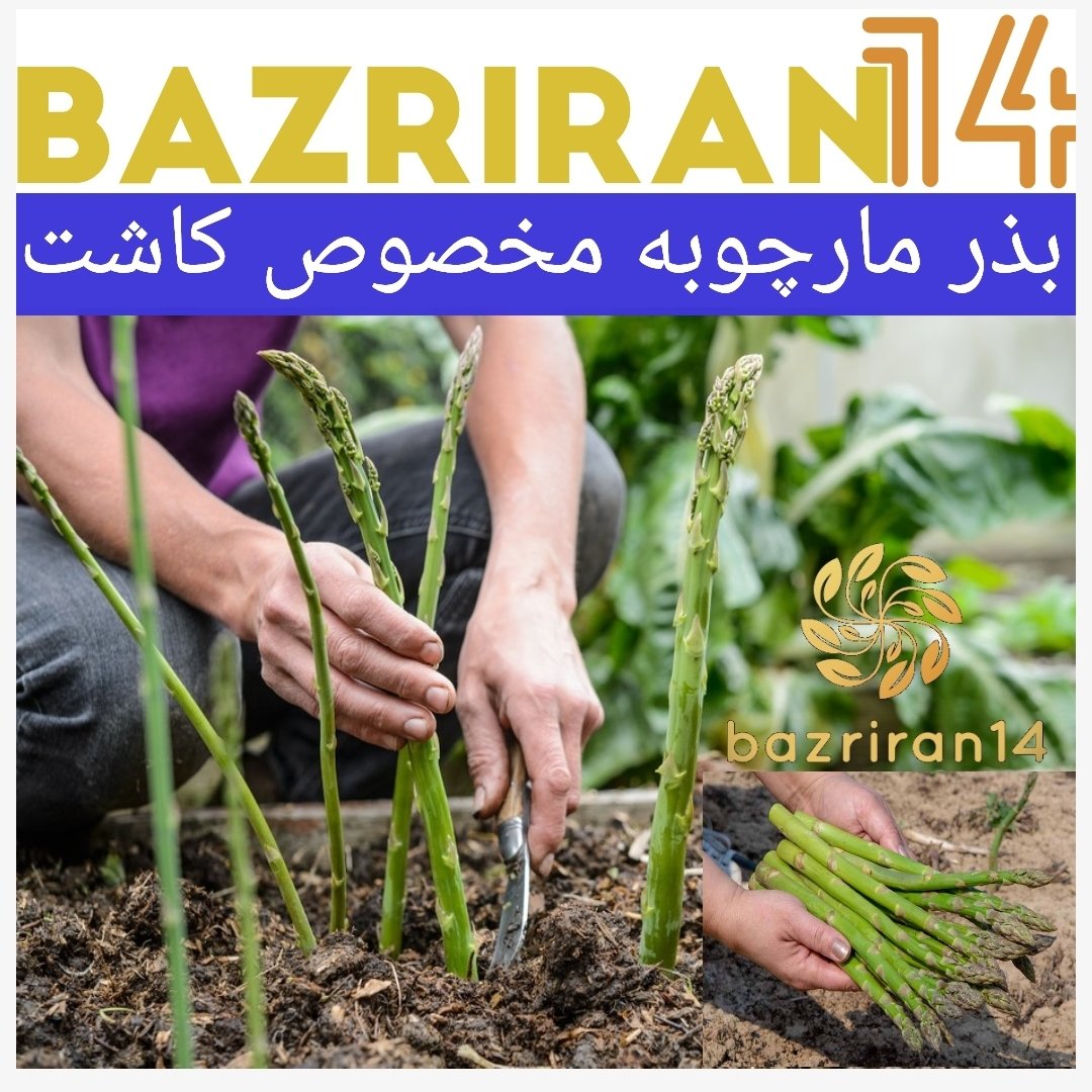 بذر مارچوبه