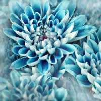 خرید و دانلود عکس Flower-Part-9 کد 18367 | پیک فاکس | Pic Fox