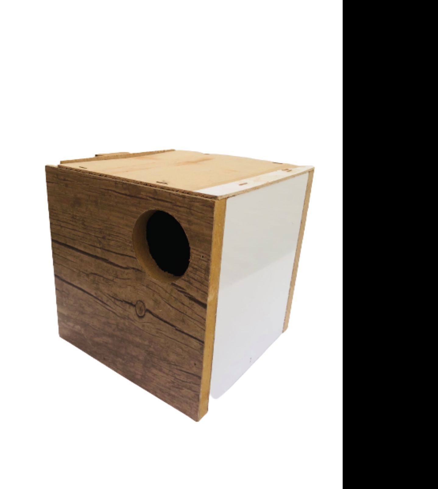 لانه طوطی برزیلی با کیفیت 