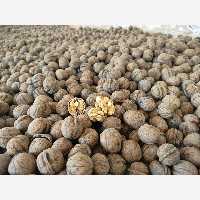 گردو اصل تویسرکان پوست کاغذی امسالی 1403 بشرط تازه بودن