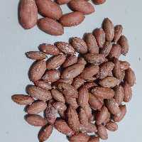 بادام زمینی  سایز متوسط بوداده شده  نیم کیلویی تولید سال 1403 محلی آستانه اشرفیه 