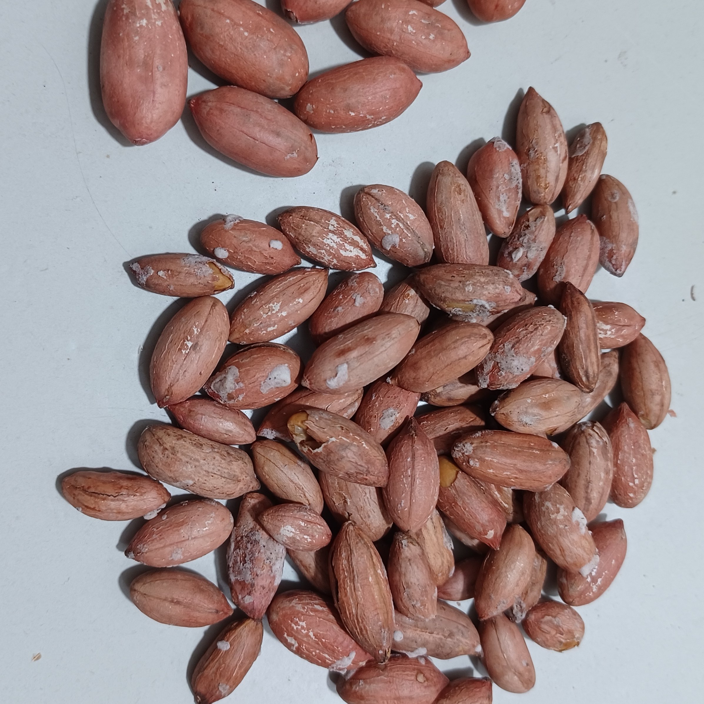 بادام زمینی  سایز متوسط بوداده شده  نیم کیلویی تولید سال 1403 محلی آستانه اشرفیه 