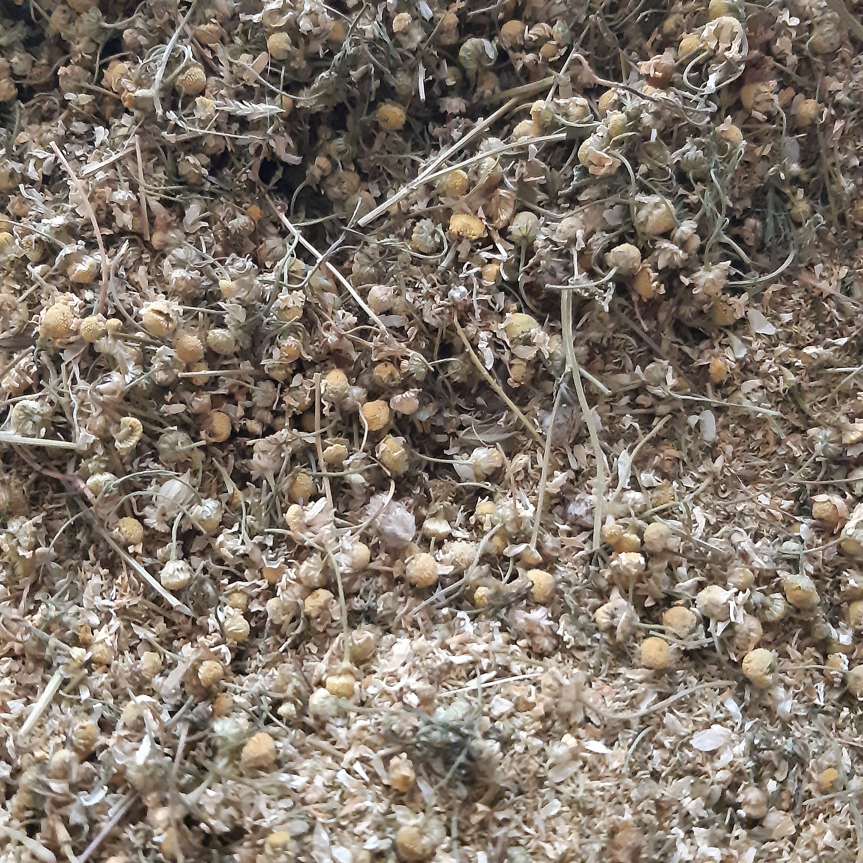 بابونه شیرازی اعلا (1کیلویی)