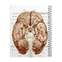 دفتر مشق 100 برگ مدل آناتومی مغز کد 1 | چاوه