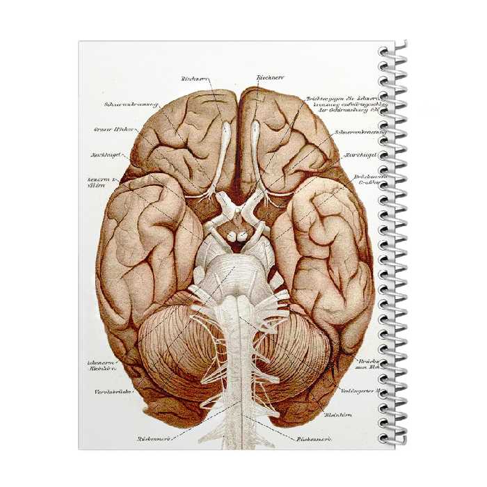 دفتر مشق 100 برگ مدل آناتومی مغز کد 1 | چاوه