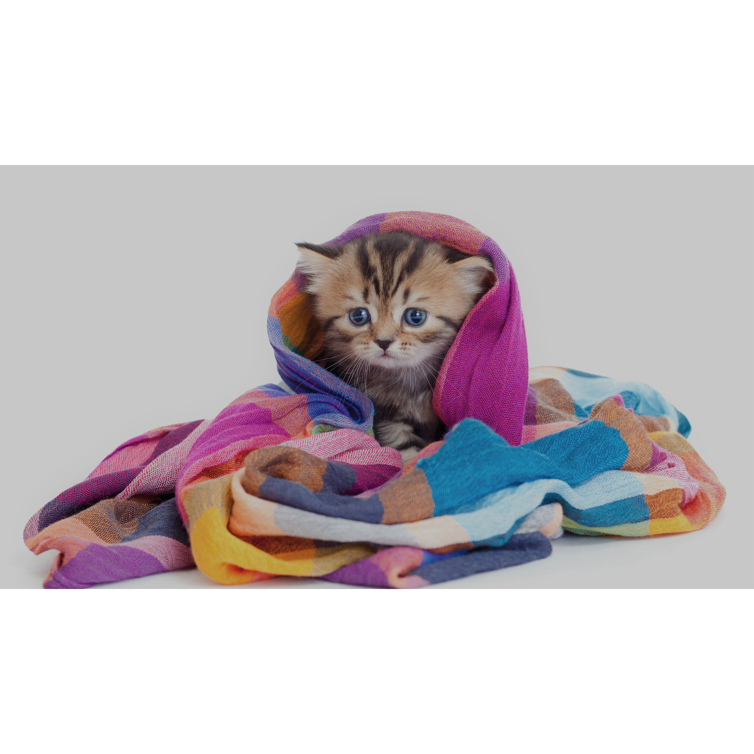 تابلو شاسی طرح گربه مدل T7733