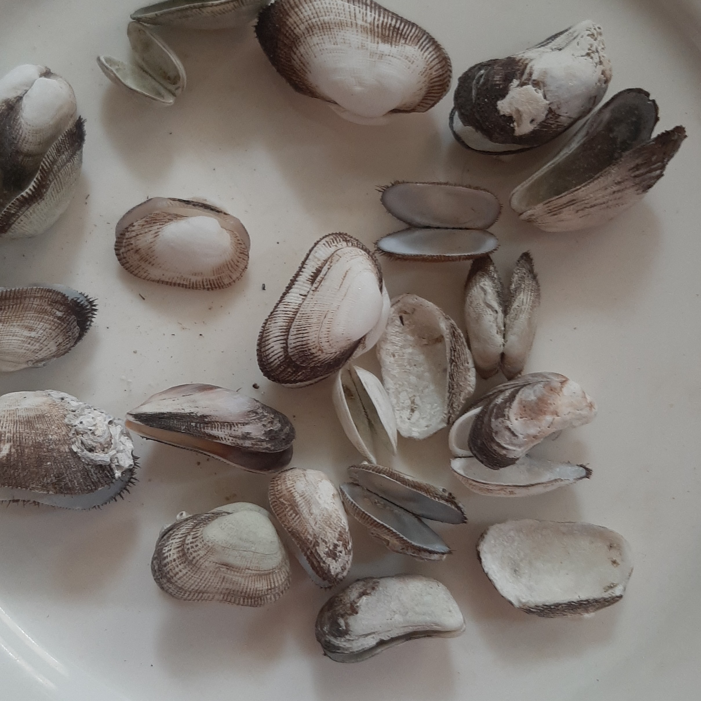 صدف دو کفه ای تعداد موجود در بسته 23 عدد