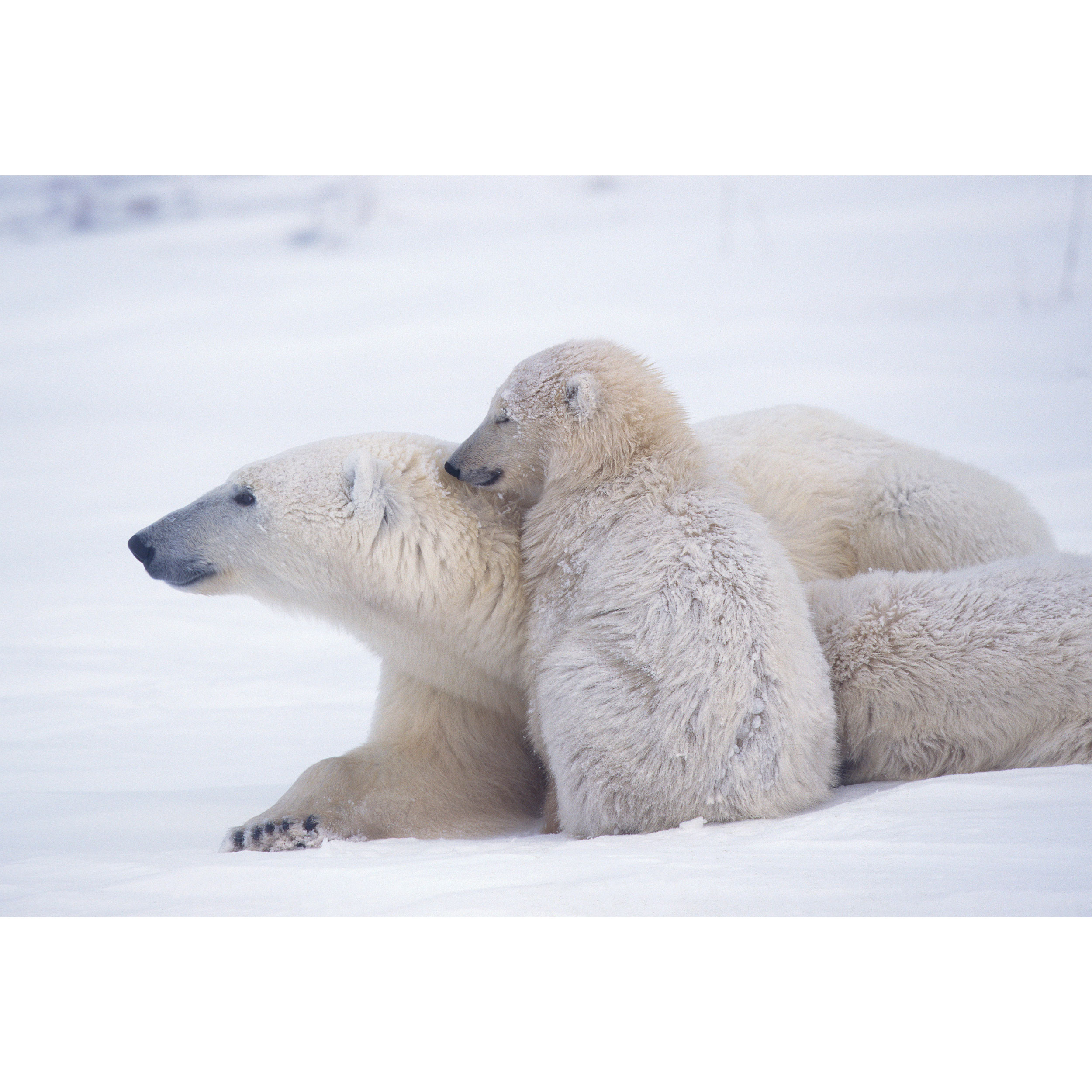 تابلو شاسی مدل T2036