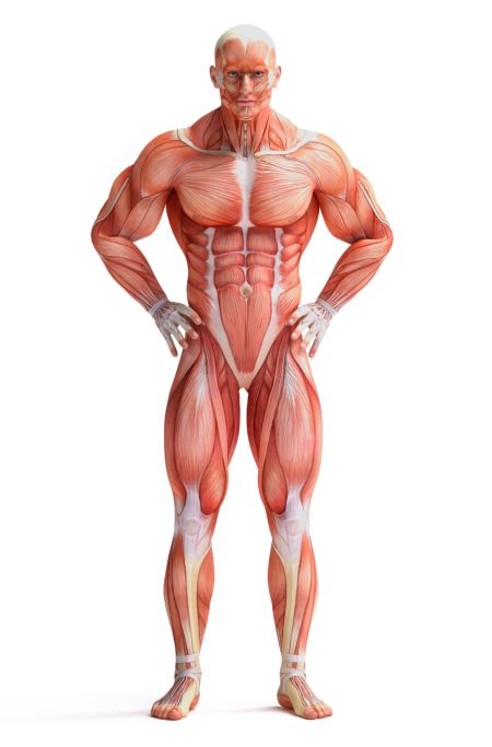 خرید و دانلود عکس Human Muscles Anatomy کد 25369 | پیک فاکس | Pic Fox