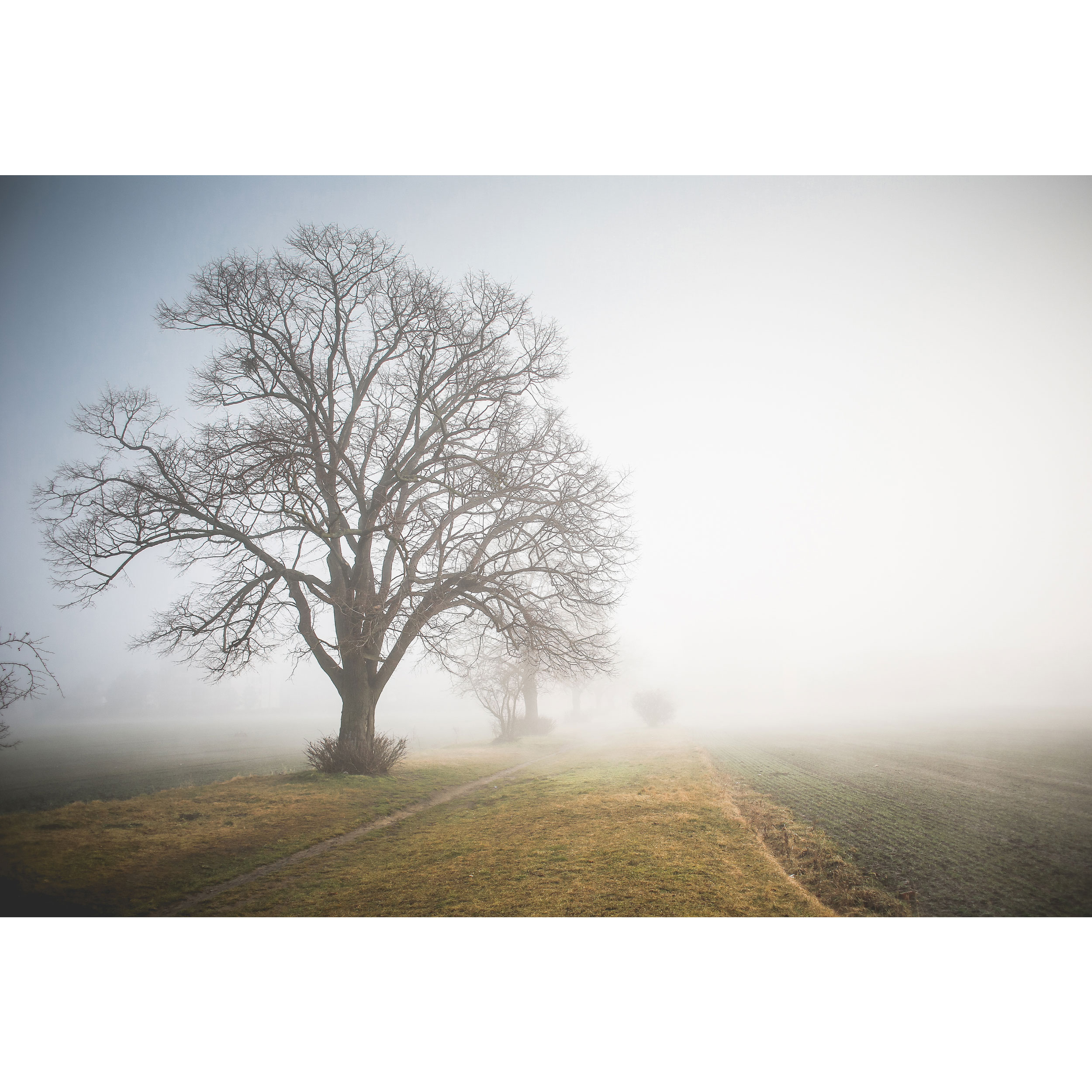 تابلو شاسی طرح مه و درخت مدل T1823