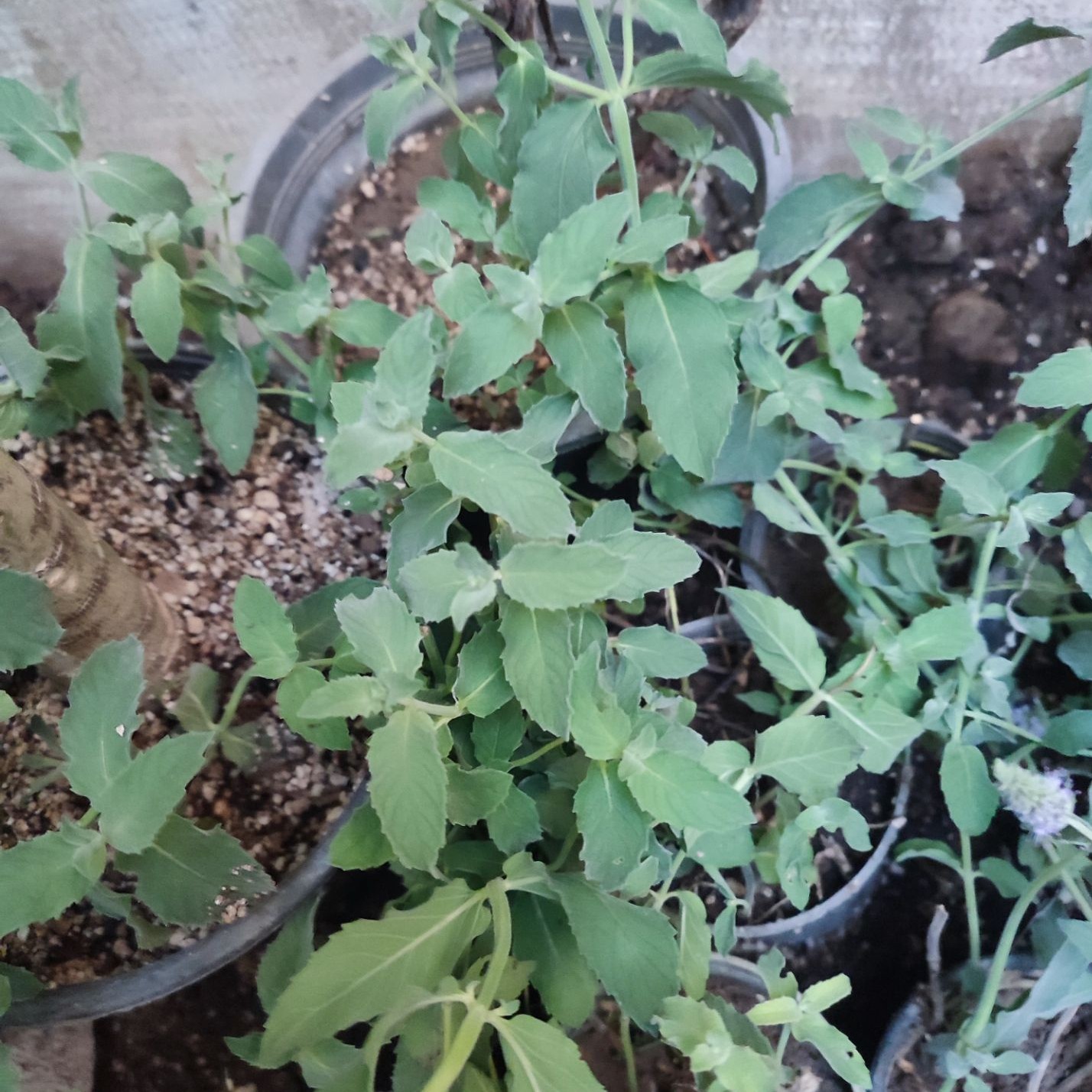 پونه کوهی بسیار معطر 