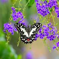 خرید و دانلود عکس Animals-Part-4 - کیفیت بالا | پیک فاکس | Pic Fox