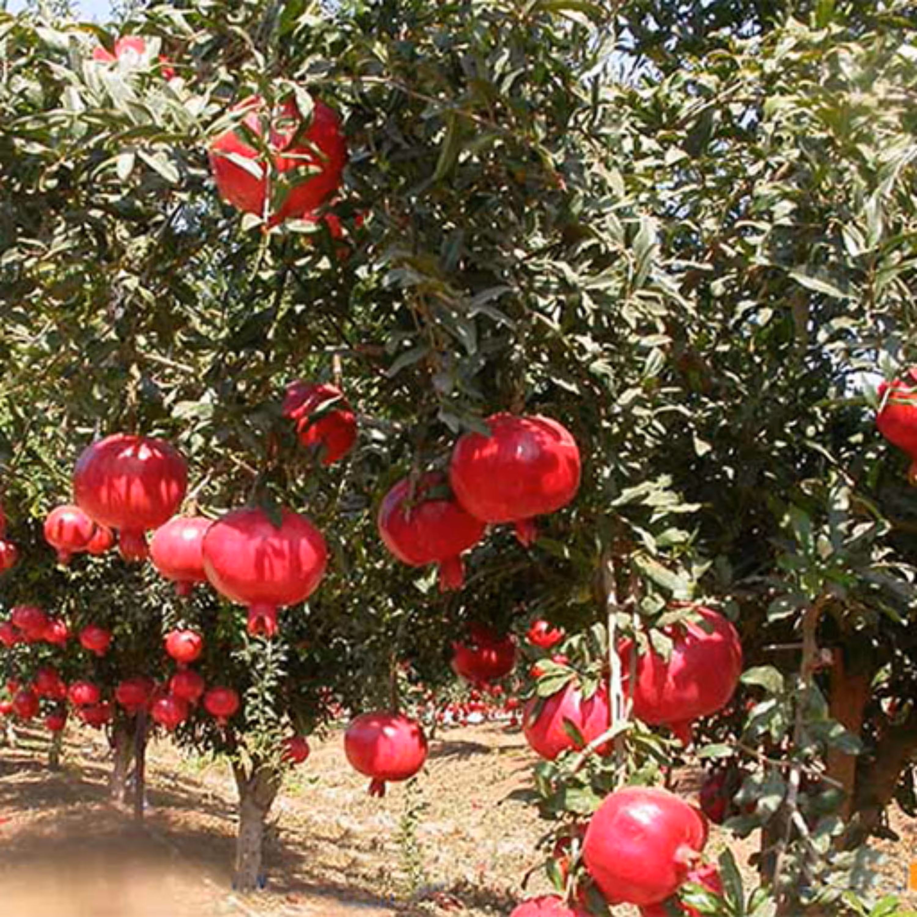 بذر انار30 عددی
