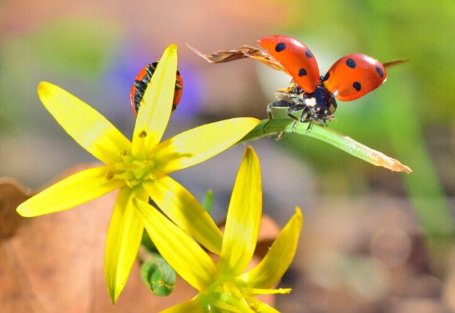 خرید و دانلود عکس Flower-Part-10 کد 17452 | پیک فاکس | Pic Fox