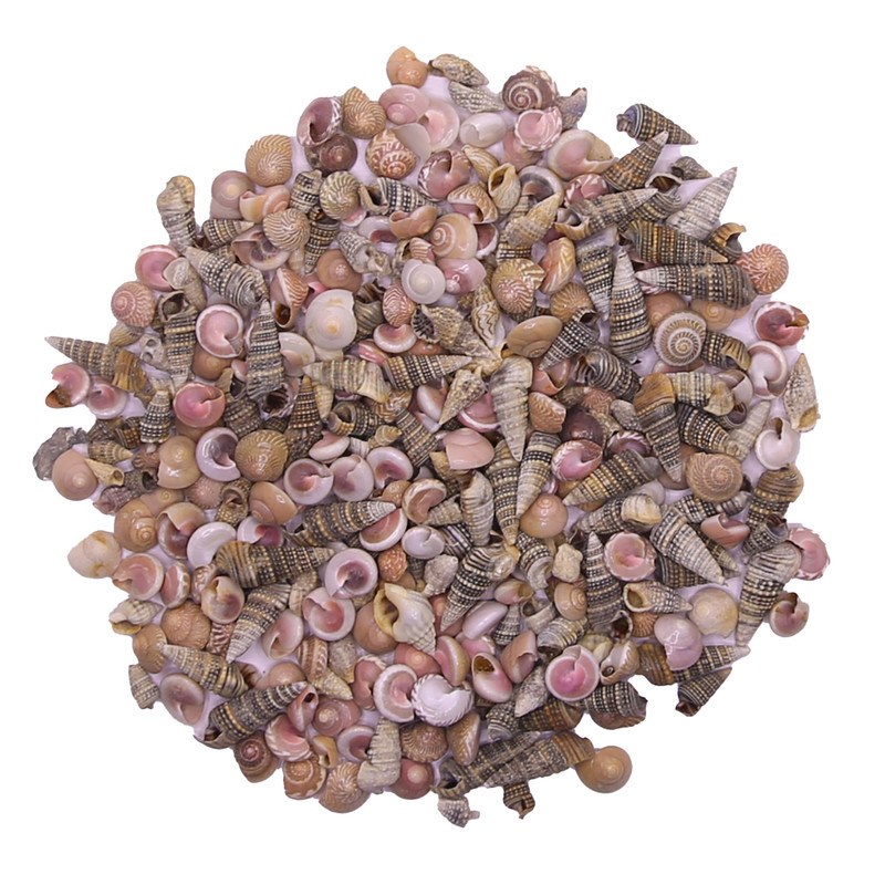 صدف و حلزون تزیینی مدل pink eye وزن 87 گرمی