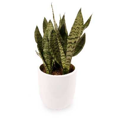 گیاه طبیعی سانسوریا برگ پهن گلیتال مدل GTL116