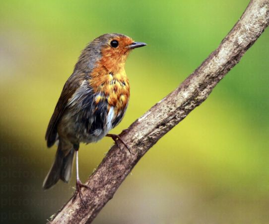 خرید و دانلود عکس Animals-Part-3 - کیفیت بالا | پیک فاکس | Pic Fox