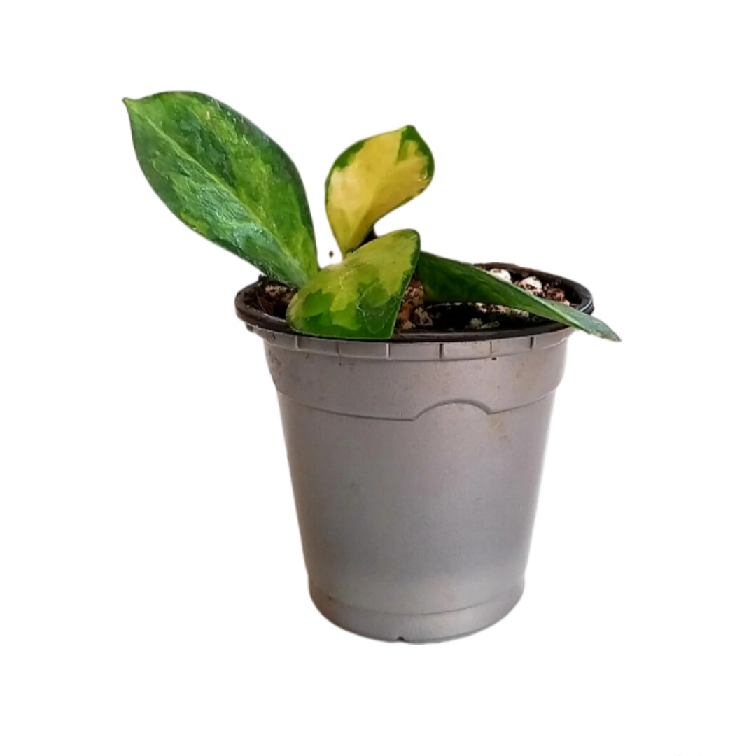 گل طبیعی هویا مدل لیزا ابلغ