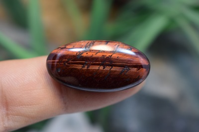 چشم ببر قرمز