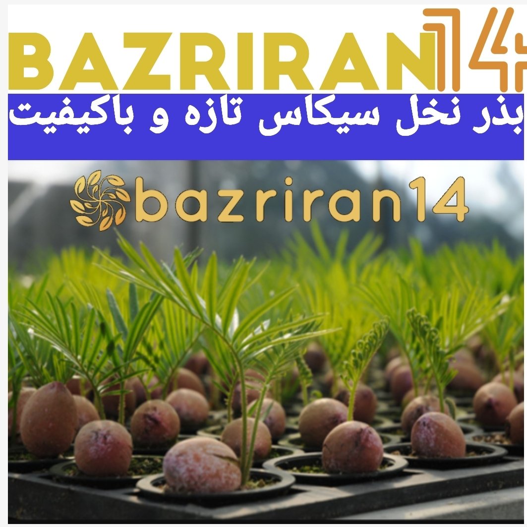 بذر نخل زینتی سیکاس برداشت 1402 کیفیت بالا بسته6عددی