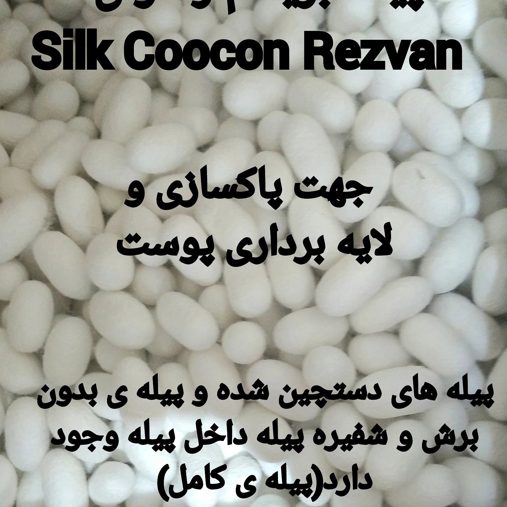 پیله ابریشم پک 500 عددی(بدون برش)