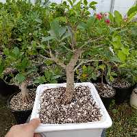 گل و گیاه،بونسای یا بنسای،درختچه فیکوس تایگر بارک وارداتی