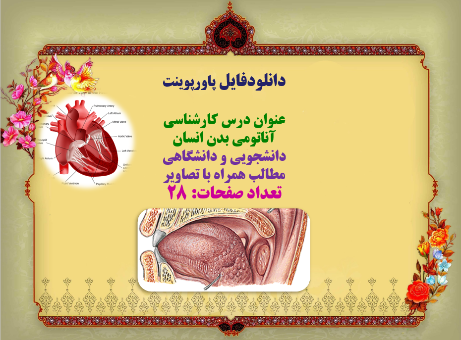 پاورپوینت درس کارشناسی آناتومی بدن انسان دانشجویی و دانشگاهی  مطالب