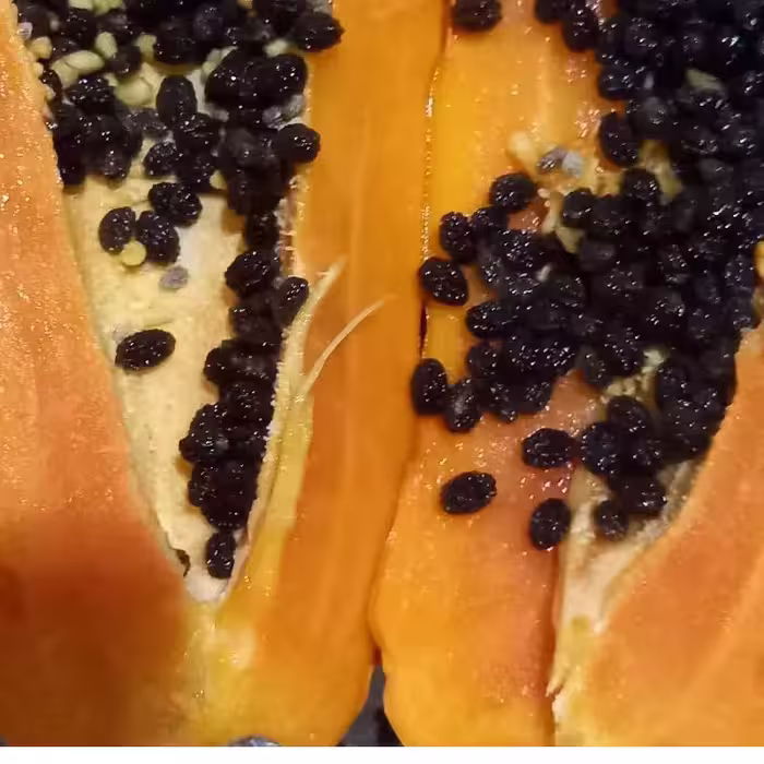 بذر پاپایا محلی 