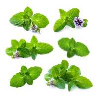 خرید و دانلود عکس Food-Part-22 کد 19893 | پیک فاکس | Pic Fox