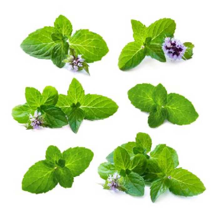 خرید و دانلود عکس Food-Part-22 کد 19893 | پیک فاکس | Pic Fox