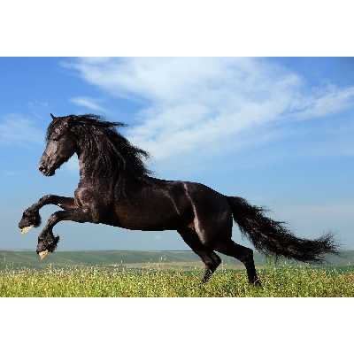 تابلو شاسی طرح اسب مدل T1597